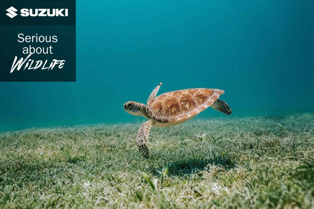 Suzuki_Serious_about_Wildlife_clean_ocean_turtle_logo