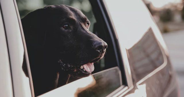 Hond wennen in auto