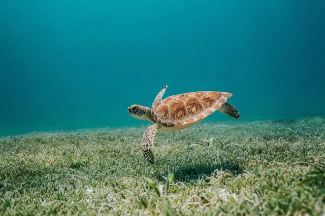 Suzuki_Serious_About_Wildlife_CleanOcean