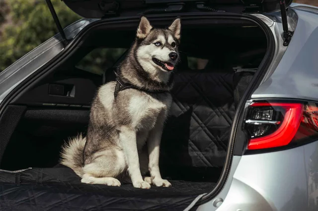 Suzuki_hond_in_auto_vervoeren