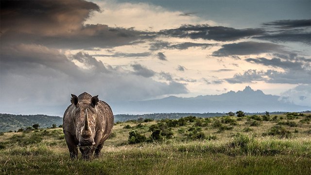 Borana-Save-the-rhino-thumb