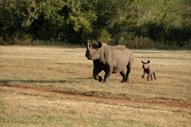 Rhino-club-Suzuki-header.jpg