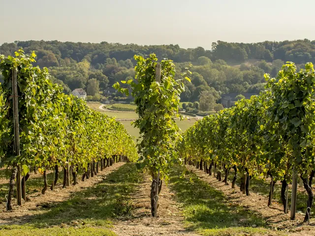 rudolf-peter-bakker-r32FYH11FaE-unsplash